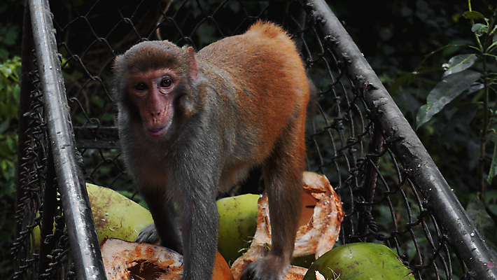 포토 JPG 해외이미지 동물 아시아 얼굴 야생동물 음식 과일 포유류 가족 태국 자연 휴식 털 앉기 동양인 성인 사람없음 초록색 갈색 환경 발코니 원숭이 아기 숲 작음 먹이 모피 절도 먹기 꼬리 오르기 유인원 보닛 내추럴 보호구역 뺏기 해외포토 나라 컬러 컨셉 관계 모션 자동차 사람 인종 신체부위 범죄 크기 생태계 구역 파일형식 이미지허브