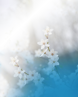 포토 JPG 해외이미지 나무 식물 디자인 배너 꽃 결혼 백그라운드 꽃무늬 일러스트 자연 벽지 추상 휴가 기념 사랑 미술 사람없음 장식 파란색 뷰티 봄 낭만 덮개 벚꽃 축하 인사 신용카드 편지 메뉴 엽서 캔버스 초대 파스텔톤 국경 해외일러스트 계절 감정 컬러 컨셉 무늬 문화예술 이벤트 금융 뚜껑 예절 생태계 파일형식 이미지허브