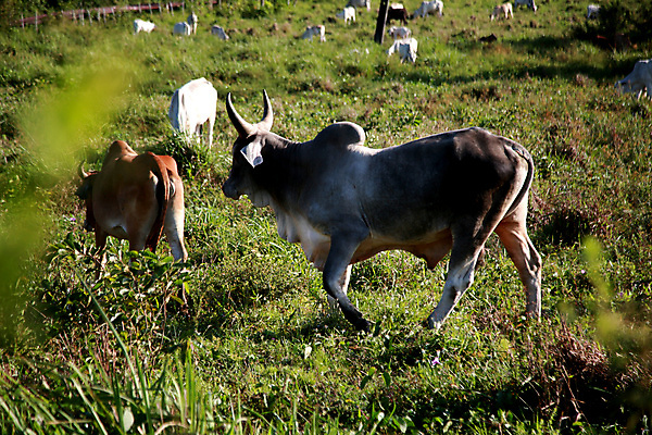포토 JPG 해외이미지 동물 밭 농업 포유류 자연 치즈 건강 사람없음 반려동물 농장 농경지 가축 소고기 우유 시골 소 군중 농부 방목 들소 황소 황소자리 내추럴 송아지 밭일 해외포토 직업 산업 새끼 유제품 육류 사람 별자리 축산업 생태계 파일형식 이미지허브