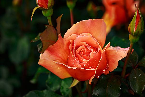 포토 JPG 해외이미지 꽃 산업 농업 자연 사람없음 야외 가로 컬러풀 한개 장미 봄 닫기 원예 카피스페이스 해외포토 식물 1 계절 컬러 모션 취미 공백 생태계 파일형식 이미지허브