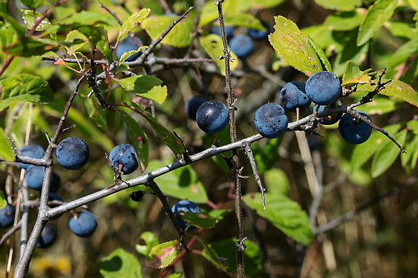 포토 JPG 해외이미지 나무 식물 계절 열매 야생동물 음식 백그라운드 잎 과일 자연 건강 사람없음 가로 초록색 파란색 농작물 정원 보라색 검은색 수확 성장 나뭇가지 신선 원형 가시 그룹 관목 유기농 내추럴 숙성 해외포토 도형 동물 웰빙 컬러 농업 생태계 파일형식 이미지허브