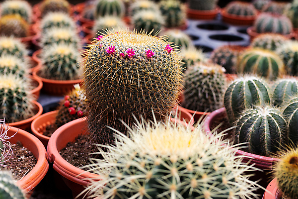 포토 JPG 해외이미지 식물 꽃 백그라운드 꽃무늬 패턴 자연 선인장 종류 취미 사람없음 야외 장식 초록색 컬러풀 농장 노란색 정원 사막 성장 벚꽃 가시 작음 원예 질감 날카로움 욕심 내추럴 심기 해외포토 컬러 무늬 농업 모션 크기 생태계 파일형식 이미지허브