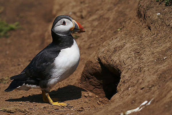 포토 JPG 해외이미지 동물 계절 지구 야생동물 바다 섬 날개 오렌지 자연 조류 웨일즈 사람없음 빨간색 파란색 컬러풀 노란색 검은색 흰색 구멍 둥지 땅 깃털 부리 지하 멸종 대서양 계산서 내추럴 동물상 왕국 펨브룩셔 해외포토 컬러 과일 영국 조형물 생태계 파일형식 이미지허브