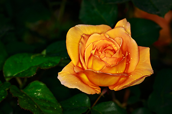 포토 JPG 해외이미지 꽃 산업 농업 자연 사람없음 야외 가로 컬러풀 한개 장미 봄 닫기 원예 카피스페이스 해외포토 식물 1 계절 컬러 모션 취미 공백 생태계 파일형식 이미지허브