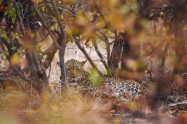 포토 JPG 해외이미지 동물 야생동물 포유류 아프리카 자연 국립공원 사람없음 고양이 황무지 보호 사파리 육식동물 표범 남아프리카 보츠와나 보호구역 해외포토 멸종위기종 공원 나라 컨셉 반려동물 생태계 구역 파일형식 이미지허브