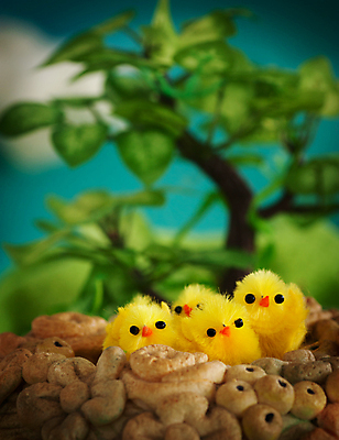 포토 JPG 해외이미지 동물 계절 꽃 행복 백그라운드 컨셉 농업 날개 조류 하늘 휴가 부활절 생물 털 병아리 잔디 사람없음 장식 초록색 파란색 컬러풀 노란색 계란 맑음 치킨 봄 축하 아기 그리기 달콤 볏짚 작음 모피 깃털 옷입기 솜털 수탉 생존 해외포토 식물 기념일 감정 산업 컬러 모션 날씨 사람 알 닭 맛 짚 크기 수컷 닭고기요리 파일형식 이미지허브