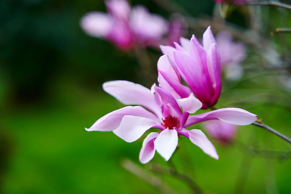 포토 JPG 해외이미지 주간 근접촬영 사람없음 야외 아웃포커스 봄 목련 해외포토 자연요소 계절 꽃 뷰포인트 촬영기법 파일형식 이미지허브