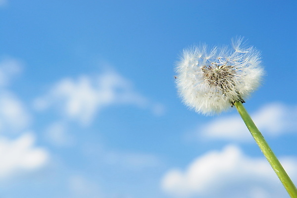 포토 JPG 해외이미지 주간 하늘 사람없음 야외 민들레 민들레홀씨 해외포토 자연요소 꽃 파일형식 이미지허브