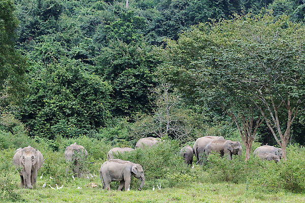 포토 JPG 해외이미지 동물 공원 아시아 야생동물 여행 포유류 가족 태국 자연 코끼리 종류 동양인 사람없음 환경 힘 아기 보호 숲 큼 인도인 코 멸종 내추럴 벌목 인구 전국 지능 해외포토 외국인 공공시설 나라 컨셉 관계 사람 인종 신체부위 크기 생태계 파일형식 이미지허브
