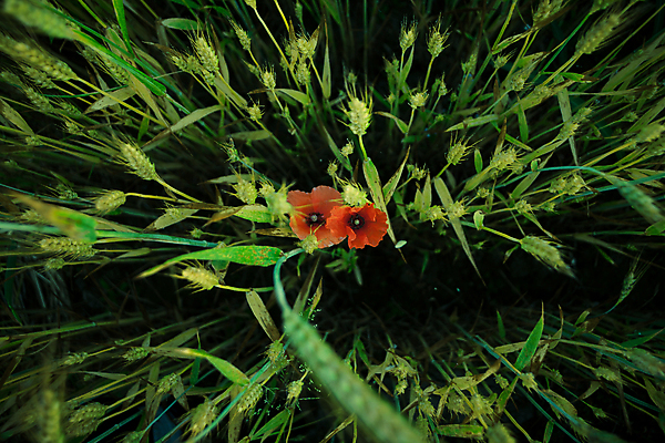 포토 JPG 해외이미지 식물 계절 백그라운드 밭 농업 자연 아침 사람없음 야외 빨간색 초록색 농작물 햇빛 태양 농장 농경지 노란색 일출 환경 일몰 봄 새벽 수확 성장 시골 낟알 땅 시리얼 밀 속도 귀 장면 양귀비 내추럴 밭일 해외포토 주간 자연요소 꽃 산업 음식 컬러 곡류 신체부위 노을 생태계 파일형식 이미지허브