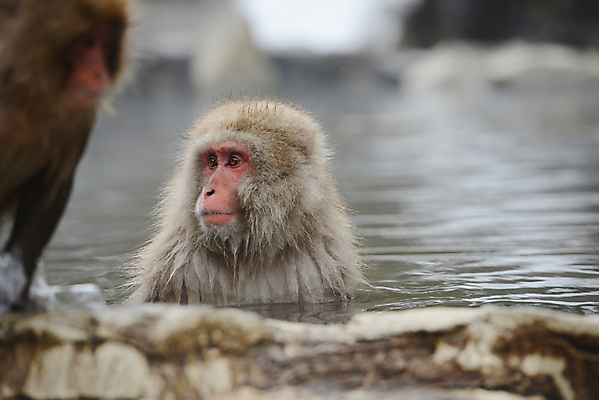 포토 JPG 해외이미지 동물 공원 아시아 얼굴 야생동물 겨울 포유류 자연 휴식 수영장 털 사람없음 일본 스파 목욕 봄 추위 원숭이 뜨거움 유인원 해외포토 계절 공공시설 나라 컨셉 신체부위 청결 생태계 파일형식 이미지허브