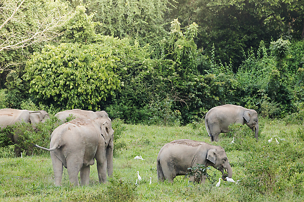 포토 JPG 해외이미지 동물 공원 아시아 야생동물 여행 포유류 가족 태국 자연 코끼리 종류 동양인 사람없음 환경 힘 아기 보호 숲 큼 인도인 코 멸종 내추럴 벌목 인구 전국 지능 해외포토 외국인 공공시설 나라 컨셉 관계 사람 인종 신체부위 크기 생태계 파일형식 이미지허브