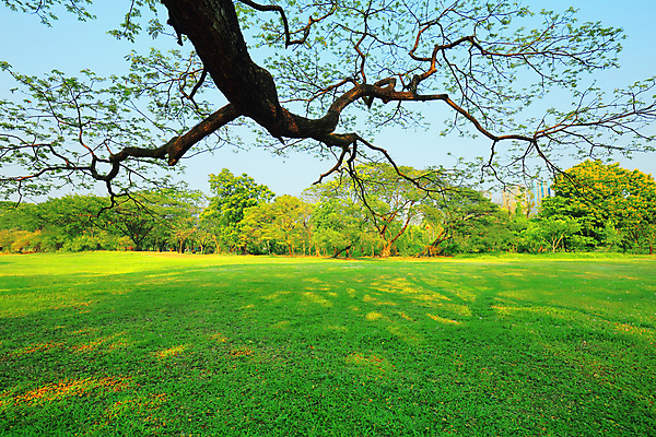 포토 JPG 해외이미지 나무 라이프스타일 계절 공원 줄기 백그라운드 잎 밭 자연 아침 그림자 잔디 사람없음 야외 초록색 빛 햇빛 정원 맑음 일몰 봄 성장 신선 그룹 저녁 숲 땅 장면 내추럴 해외포토 주간 식물 공공시설 컬러 농업 날씨 생활 태양 노을 야간 생태계 파일형식 이미지허브