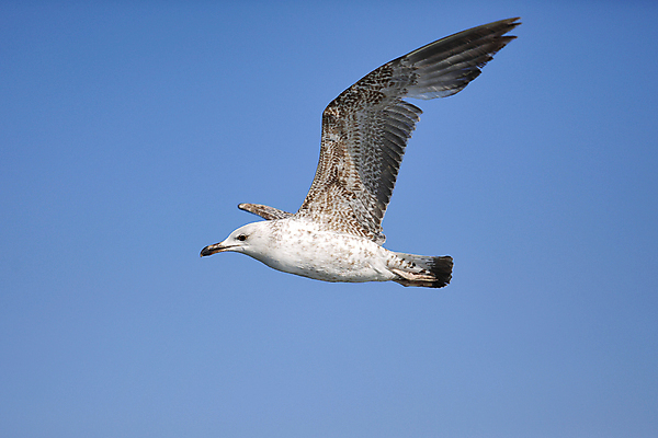 포토 JPG 해외이미지 동물 응시 야생동물 바다 백그라운드 컨셉 자연 갈매기 조류 하늘 사람없음 물 파란색 태양 우주 검은색 펼침 자유 흰색 내추럴 고립 해외포토 자연요소 시선 컬러 모션 생태계 파일형식 이미지허브