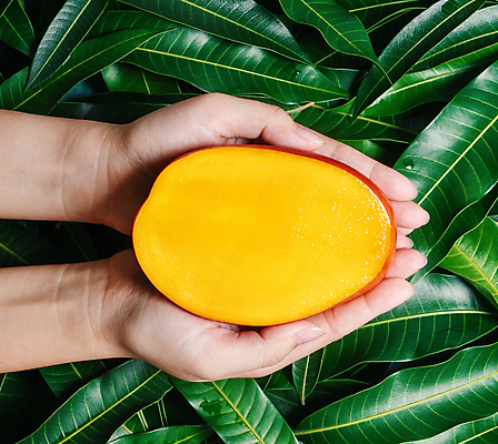 포토 JPG 해외이미지 손 나뭇잎 들기 근접촬영 신체부위 하이앵글 노란색 망고 해외포토 뷰포인트 컬러 잎 모션 사람 열대과일 파일형식 이미지허브