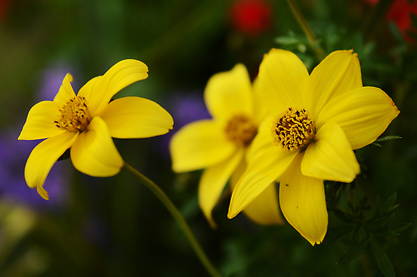 포토 JPG 해외이미지 식물 계절 꽃잎 꽃 백그라운드 잎 꽃무늬 밭 자연 종류 사람없음 야외 장식 가로 초록색 여름 노란색 환경 정원 여러개 침묵 고요 봄 활발 벚꽃 시골 신선 황금 다발 원예 데이지 향기 조경 화단 꽃가루 부드러움 내추럴 많음 해외포토 컬러 다수 컨셉 무늬 농업 취미 소리 감각 가루 생태계 냄새 파일형식 이미지허브
