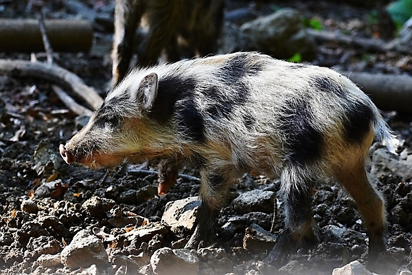 포토 JPG 해외이미지 동물 남자 유럽 야생동물 새끼 백그라운드 포유류 가족 자연 엄마 새로움 털 사람없음 야외 갈색 머리 봄 줄무늬 흰색 자녀 아기 돼지 그룹 달콤 숲 위험 작음 사냥 체코 주둥이 멧돼지 고립 해외포토 계절 나라 컬러 컨셉 무늬 관계 사람 신체부위 맛 크기 생태계 파일형식 이미지허브