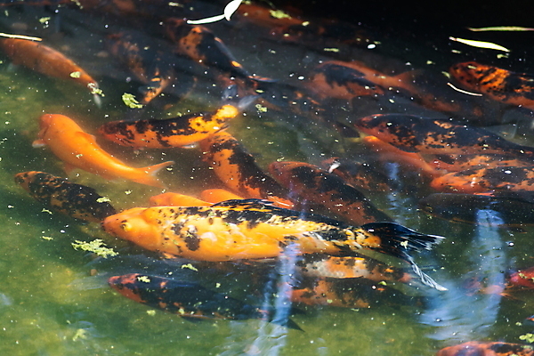 포토 JPG 해외이미지 동물 공원 아시아 호수 선 음식 여행 백그라운드 오렌지 자연 휴식 어류 동양인 사람없음 야외 장식 빨간색 물 강 컬러풀 뷰티 노란색 정원 일본 검은색 수중 수영 희망 흰색 연못 신선 황금 금붕어 잉어 내추럴 블러 해외포토 자연요소 공공시설 감정 나라 컬러 컨셉 과일 인종 수중동물 수상스포츠 생태계 파일형식 이미지허브