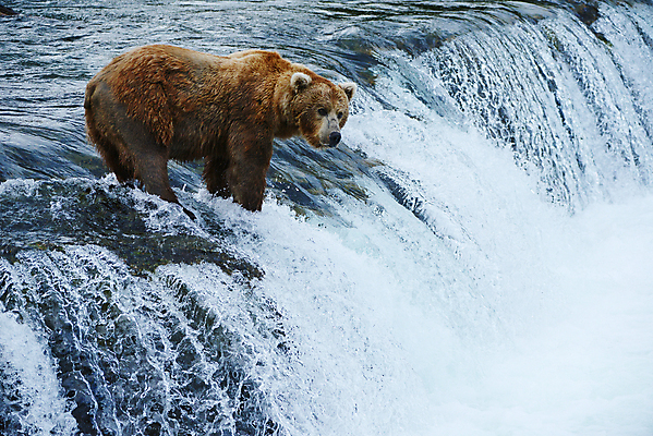 포토 JPG 해외이미지 주간 한마리 야생동물 곰 사람없음 야외 폭포 해외포토 자연요소 동물 1 포유류 자연 파일형식 이미지허브