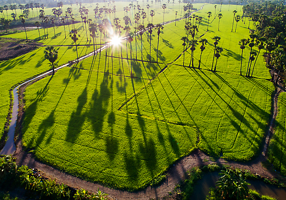 포토 JPG 해외이미지 나무 식물 공원 실루엣 아시아 여행 잎 패턴 농업 태국 자연 하늘 밥 아침 손바닥 동양인 사람없음 야외 초록색 빛 야자수 태양 뷰티 농장 우주 일출 환경 맑음 일몰 봄 성장 시골 달콤 숲 설탕 질감 코코넛 내추럴 논밭 해외포토 주간 자연요소 손 계절 공공시설 나라 산업 음식 컬러 무늬 밭 과일 날씨 논 촬영기법 인종 노을 맛 생태계 파일형식 이미지허브