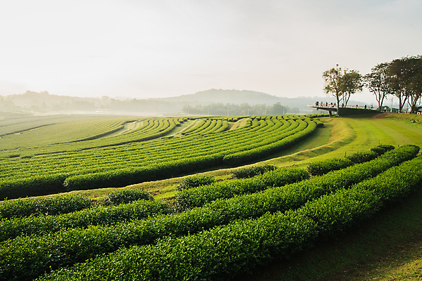 포토 JPG 해외이미지 나무 식물 아시아 잎 밭 농업 태국 자연 탁자 하늘 아침 산 바닥 경사 사람없음 목재 초록색 파란색 농작물 햇빛 농장 농경지 환경 항구 계곡 봄 시골 재산 널 숲 땅 언덕 산악지대 해외포토 주간 계절 나라 산업 컬러 가구 재료 교통시설 금융 태양 생태계 파일형식 이미지허브
