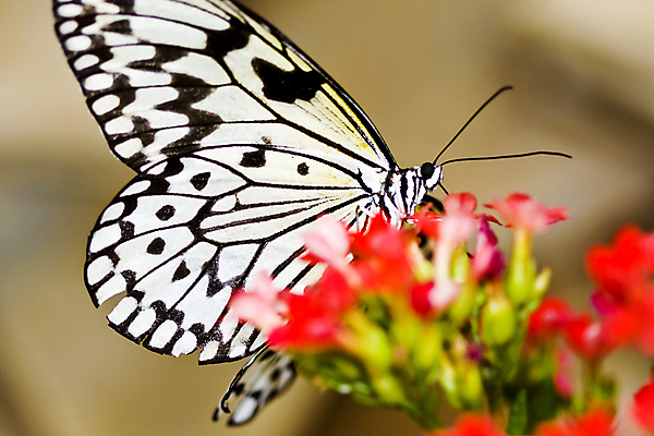 포토 JPG 해외이미지 동물 꽃 야생동물 과학 나비 곤충 백그라운드 날개 자연 새로움 안테나 사람없음 야외 빨간색 빛 컬러풀 뷰티 환경 나뭇가지 황무지 변화 우아함 보호 작음 날카로움 부드러움 내추럴 변태 수유 정교 해외포토 나무 식물 컬러 컨셉 통신 감각 크기 생태계 파일형식 이미지허브