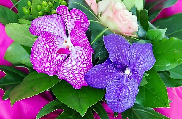 포토 JPG 해외이미지 기념일 꽃 분홍색 꽃다발 발렌타인데이 선물 사랑 사람없음 파란색 파티 보라색 난초 꽃집 기회 초대 해외포토 식물 감정 컬러 데이이벤트 이벤트 상점 파일형식 이미지허브