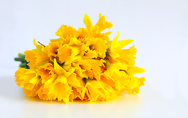 포토 JPG 해외이미지 꽃 실내 사람없음 노란색 수선화 해외포토 식물 컬러 내부 파일형식 이미지허브