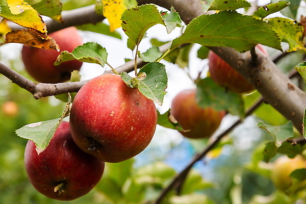 포토 JPG 해외이미지 주간 과일 사람없음 야외 아웃포커스 사과 사과나무 해외포토 자연요소 나무 촬영기법 파일형식 이미지허브