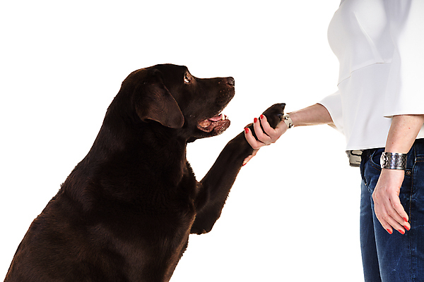 포토 JPG 해외이미지 스튜디오촬영 동물 척추동물 1 손 응시 옷 포유류 실내 사람 앉기 사람없음 옆모습 반려동물 갈색 초콜릿 검은색 회색 만지기 청바지 개 리트리버 래브라도리트리버 흰배경 코 팔 주인 송곳니 구걸 고립 대가리 충실 해외포토 시선 뷰포인트 컬러 백그라운드 바지 모션 디저트 내부 신체부위 흰색 치아 파일형식 이미지허브