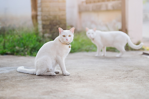 포토 JPG 해외이미지 동물 1 새끼 백그라운드 신체 앉기 성인 사람없음 반려동물 머리카락 고양이 회색 흰색 가득함 솜털 길이 고립 기르기 완벽 해외포토 컬러 컨셉 포유류 모션 사람 머리 돌봄 파일형식 이미지허브