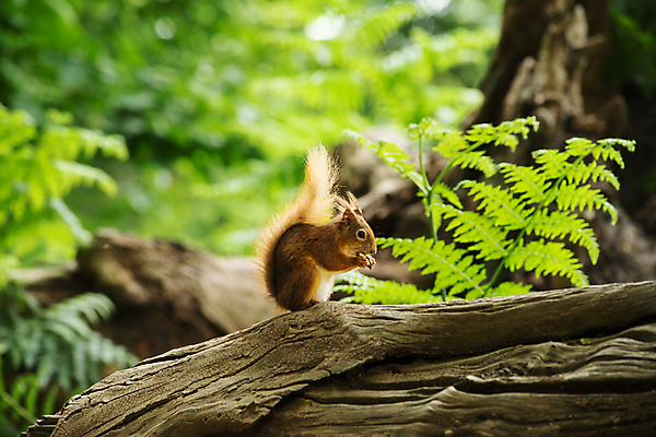 포토 JPG 해외이미지 나무 동물 1 야생동물 포유류 자연 생물 털 이끼 씨앗 사람없음 야외 목재 빨간색 초록색 뷰티 갈색 견과류 나뭇가지 설치류 숲 작음 모피 호기심 꼬리 다람쥐 통나무 멸종 솜털 서식지 내추럴 발톱 유라시아 해외포토 식물 감정 유럽 아시아 컬러 컨셉 재료 발 크기 생태계 파일형식 이미지허브