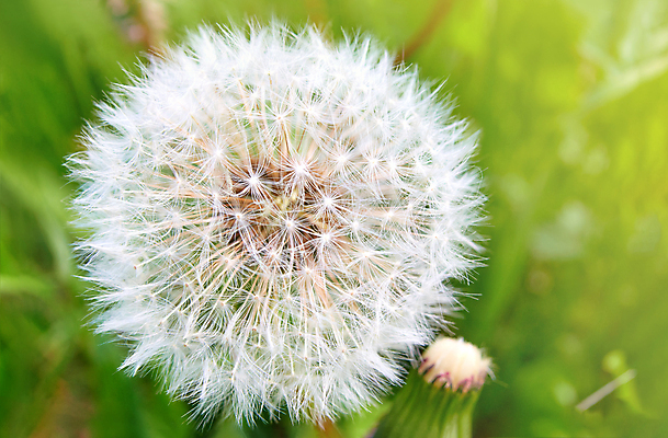 포토 JPG 해외이미지 주간 근접촬영 사람없음 야외 아웃포커스 민들레 꽃봉오리 민들레홀씨 해외포토 자연요소 꽃 뷰포인트 촬영기법 파일형식 이미지허브