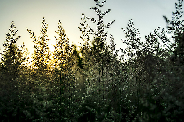 포토 JPG 해외이미지 식물 계절 꽃 백그라운드 잎 꽃무늬 패턴 밭 농업 자연 하늘 아침 추상 따뜻함 씨앗 풍경 초원 사람없음 야외 가로 초록색 여름 빛 햇빛 태양 뷰티 농장 노란색 일출 환경 맑음 일몰 봄 새벽 수확 성장 광선 시골 투명 황금 유기농 장면 내추럴 생태학 해외포토 주간 자연요소 웰빙 교육 산업 컬러 무늬 날씨 노을 생태계 파일형식 이미지허브