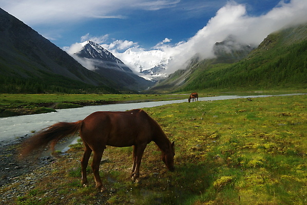 포토 JPG 해외이미지 동물 실루엣 얼굴 백그라운드 신발 밭 농업 포유류 자연 산 사람없음 옆모습 초록색 울타리 뷰티 농장 갈색 머리 걷기 방목 그림 윤곽 마차 망아지 기르기 해외포토 산업 새끼 교통수단 뷰포인트 컬러 모션 촬영기법 신체부위 담장 말_동물 축산업 생태계 돌봄 파일형식 이미지허브