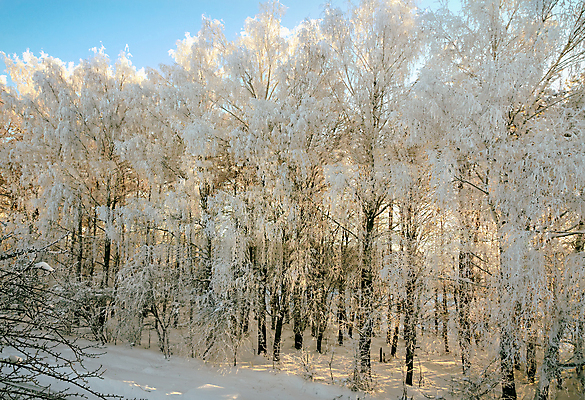 포토 JPG 해외이미지 나무 길 겨울 자연 사람없음 야외 눈 숲 가로수 해외포토 자연요소 식물 계절 날씨 생태계 파일형식 이미지허브