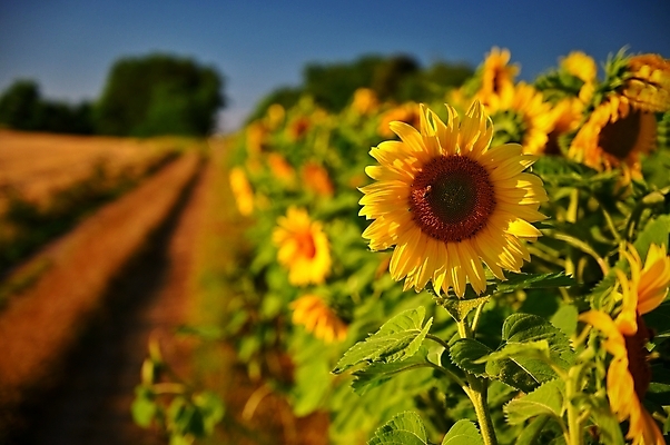 포토 JPG 해외이미지 주간 꽃밭 해바라기 풍경 사람없음 야외 아웃포커스 여름 해외포토 자연요소 계절 꽃 촬영기법 파일형식 이미지허브