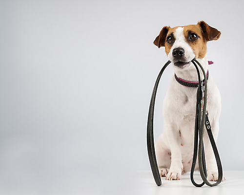 포토 JPG 해외이미지 사람없음 반려동물 산책 기다림 개 강아지 준비 목줄 잭러셀테리어 해외포토 동물 포유류 모션 휴식 테리어 파일형식 반려용품 이미지허브