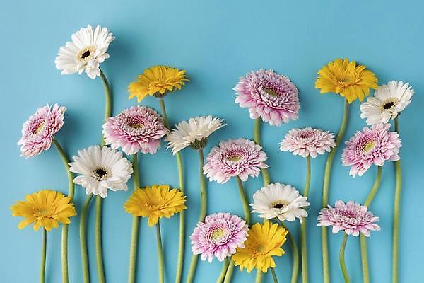 포토 JPG 해외이미지 꽃 실내 사람없음 파란배경 해외포토 식물 백그라운드 내부 파란색 파일형식 이미지허브