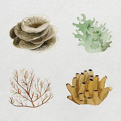 EPS 해외이미지 식물 스티커 일러스트 사람없음 세트 수중동물 해조류 산호 암초 엘리먼트 해외일러스트 동물 해양식물 자포동물 파일형식 벡터 이미지허브