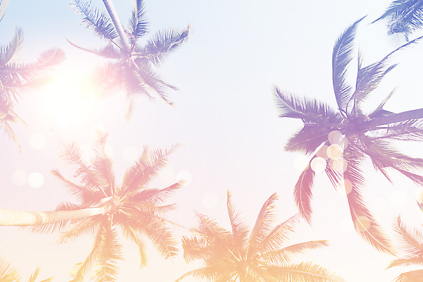 포토 JPG 해외이미지 주간 로우앵글 하늘 사람없음 야외 여름 야자수 햇빛 여름풍경 해외포토 자연요소 나무 계절 뷰포인트 풍경 태양 파일형식 여름_계절 이미지허브