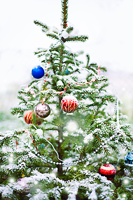 포토 JPG 해외이미지 나무 디자인 계절 행복 백그라운드 크리스마스 겨울 추상 휴가 새로움 새해 거리 풍경 사람없음 장식 빛 장난감 크리스마스트리 축제 흰색 축하 소프트포커스 12월 연도 보케 전나무 블러 눈내림 해외포토 식물 기념일 감정 컬러 컨셉 무늬 눈_날씨 촬영기법 날짜 파일형식 이미지허브