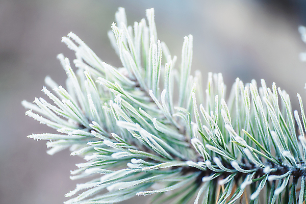 포토 JPG 해외이미지 나무 식물 디자인 계절 백그라운드 잎 크리스마스 겨울 자연 하늘 날씨 추상 휴가 새로움 풍경 사람없음 야외 목재 파란색 뷰티 크리스마스트리 냉동 얼음 봄 추위 가을 흰색 나뭇가지 인사 소나무 신용카드 숲 12월 11월 연도 질감 복고 서리 장면 전나무 내추럴 폭설 눈내림 가문비나무 해외포토 자연요소 기념일 컬러 컨셉 무늬 재료 눈_날씨 금융 예절 날짜 자연재해 생태계 파일형식 이미지허브