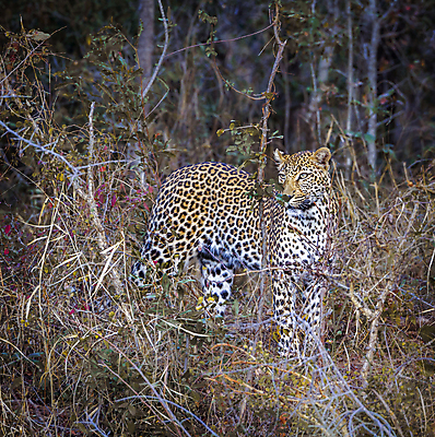 포토 JPG 해외이미지 주간 한마리 응시 야생동물 자연 사람없음 야외 나뭇가지 숲 맹수 표범 스리랑카 해외포토 자연요소 나무 동물 1 시선 아시아 포유류 생태계 파일형식 이미지허브