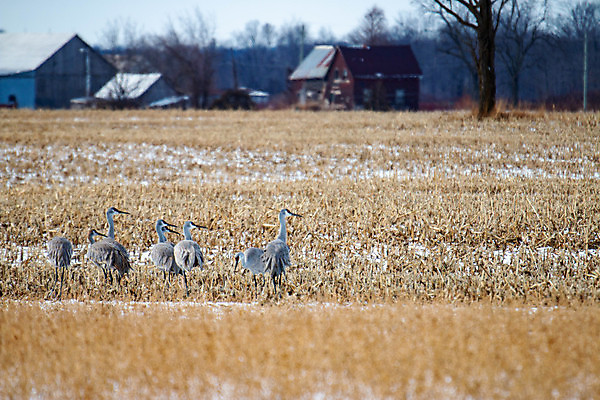 포토 JPG 해외이미지 동물 야생동물 백그라운드 캐나다 자연 조류 사람없음 야외 옆모습 빨간색 초록색 파란색 컬러풀 노란색 머리 환경 회색 흰색 습지 큼 깃털 기중기 부리 목 북쪽 계산서 내추럴 플로리다 해외포토 뷰포인트 컬러 북아메리카 신체부위 미국 중장비 크기 방향 생태계 파일형식 이미지허브