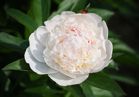 포토 JPG 해외이미지 식물 꽃잎 꽃 문화 줄기 분홍색 백그라운드 잎 패턴 밭 자연 새로움 동양인 사람없음 야외 초록색 뷰티 봄 성장 벚꽃 흰색 나뭇가지 신선 오픈 개화 묘사 원예 질감 내추럴 강렬 기르기 작약 막 해외포토 나무 계절 컬러 컨셉 무늬 농업 인종 취미 생태계 돌봄 파일형식 이미지허브