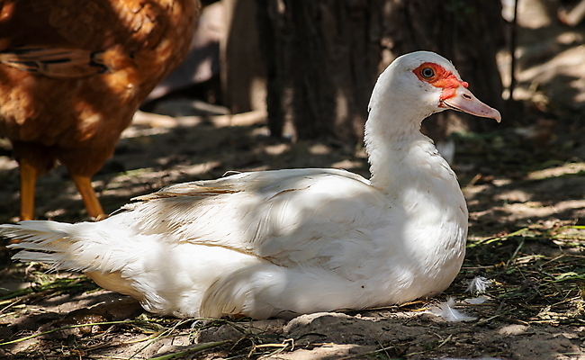 포토 JPG 해외이미지 동물 남자 야생동물 백그라운드 농업 날개 자연 조류 멕시코 오리 육류 사람없음 야외 빨간색 초록색 여름 농장 갈색 정원 가축 흰색 시골 농부 큼 깃털 부리 거위 물새 계산서 내추럴 밭일 해외포토 직업 계절 산업 컬러 북아메리카 식재료 사람 크기 생태계 파일형식 이미지허브