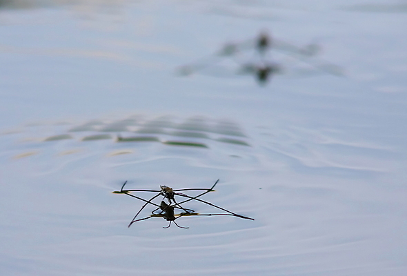 포토 JPG 해외이미지 동물 호수 야생동물 파도 곤충 잎 자연 표면 그림자 서기 사람없음 물 파란색 빛 강 뷰티 반사 갈색 머리 걷기 수영 젖음 연못 닫기 벌레 거미 긴장 스케이터 내추럴 포식 해외포토 자연요소 식물 감정 바다 컬러 모션 운동선수 신체부위 수상스포츠 생태계 파일형식 이미지허브