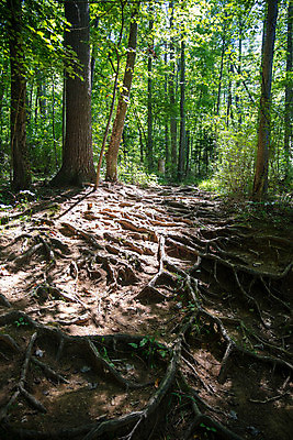 포토 JPG 해외이미지 나무 식물 계절 공원 길 여행 백그라운드 컨셉 잎 자연 아침 미래 사람없음 야외 목재 초록색 빛 컬러풀 햇빛 일출 환경 침묵 봄 산책 황무지 고독 숲 오솔길 명상 내추럴 삼림지대 흙길 노화 해외포토 주간 공공시설 감정 컬러 재료 휴식 태양 노을 소리 흙 생태계 파일형식 이미지허브