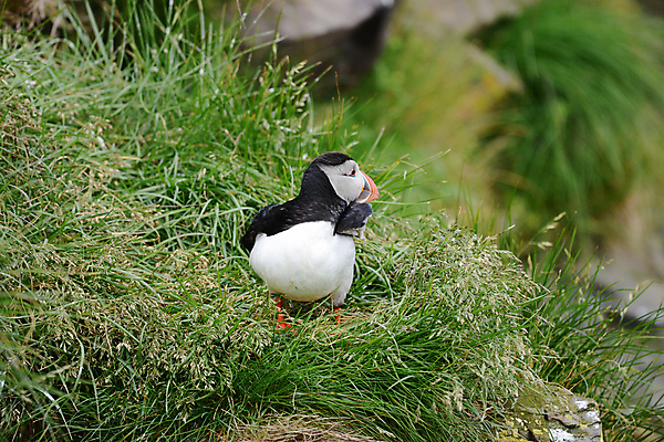 포토 JPG 해외이미지 주간 한마리 조류 사람없음 야외 아웃포커스 퍼핀 해외포토 자연요소 동물 1 촬영기법 파일형식 이미지허브